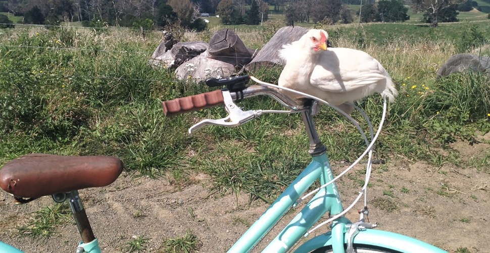 Cadet the chicken loves taking a ride on her companion's bike!